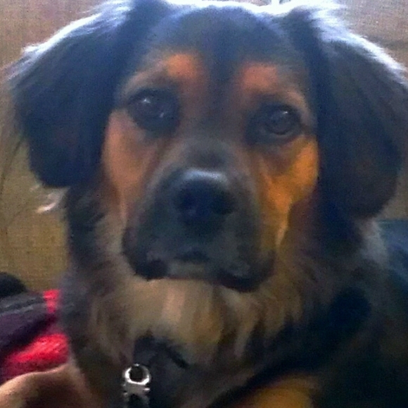 Meet your Posher, Jennifer - Picture 1 of 1